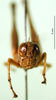 CollectionObject 1500969; 12786618-ca25-4848-8efc-fd74f2069dfe, DORSA BA000600S01: female, frontal view (holotype). (CollectionObject).