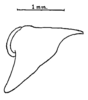 Anaulacomera (Bovicercora) crassicerca Márquez Mayaudón, 1965: Fig. 4 (after holotype). male right cercus, ventral view. (Otu).