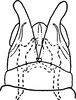 Subgenital plate, ventral view on Dikrella (Dikrella) imbellis (Lawson, 1930) now Dikrella (Dikrella) californica (Lawson, 1930): Subgenital plates. (Observation).