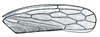 Forewing: !! display not done !! on Arundanus DeLong, 1935: Arundanus sp., forewing. (Observation).