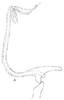 Aedeagus, lateral view: !! display not done !! on Bergolix Linnavuori, 1959: Aedeagus, lateral view. (Observation).