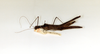 CollectionObject 1562280; 069ec325-e74c-45af-9aac-9e6df783d439: copyright ETHZ, Zurich. female, lateral view (syntype). (CollectionObject).;CollectionObject 1562281; 2e8ff5d6-4808-47a3-82c9-ab331979b478: copyright ETHZ, Zurich. female, lateral view (syntype). (CollectionObject).
