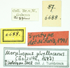 CollectionObject 1532635; 9bea3da5-4e50-4822-bd94-9d8733141588: labels (holotype). (CollectionObject).