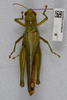 CollectionObject 1579006; 220755e6-a11e-417b-9b27-263186417823: female, dorsal view. (CollectionObject).