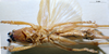 CollectionObject 1534479; 81481b8a-ae76-440c-8b51-270c82c5f1da: female ventral view (holotype). (CollectionObject).