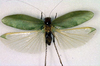 CollectionObject 1500565; 2e815fd3-38dc-44c4-99bd-7f27718aeece: male, dorsal view (lectotype). (CollectionObject).
