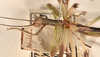 CollectionObject 1558284; 9fc7ed33-3550-471f-8e14-9c3838d7ce4c: copyright OUMNH. male: head & thorax, lateral view (syntype). (CollectionObject).;CollectionObject 1558285; ad47c116-5c57-4e7d-af86-1e2d66166cd2: copyright OUMNH. male: head & thorax, lateral view (syntype). (CollectionObject).