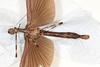 CollectionObject 1558657; 133da2a3-3d44-4789-86e5-4671977f2951: copyright NMW, Vienna. female, ventral view (syntype). (CollectionObject).;CollectionObject 1558658; d4fb1899-121f-4e8d-be5e-b67e32f58e28: copyright NMW, Vienna. female, ventral view (syntype). (CollectionObject).