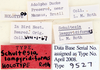 Schultesia lampyridiformis Roth, 1973: Photo by Heidi Hopkins. labels. (Otu).