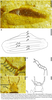 Grammoderma uniforme Yin, Shih, Engel & Ren, 2024: Grammoderma uniforme, male. (Otu).