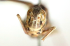 CollectionObject 1591324; a4b0bbf7-ad79-4513-ab8d-9817a5098096: male, frontal view (holotype). (CollectionObject).
