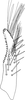 Subgenital plate, ventral view on Distantasca serratipenis (Qin & Zhang, 2007): Subgenital plate. (Observation).