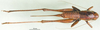 CollectionObject 1500475; 729457e7-0741-4169-95a2-4f9641144756: female, dorsal view (syntype of Pholidoptera dalmatica maritima). (CollectionObject).