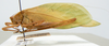 CollectionObject 1568247; 7a55ef18-3778-4622-abf2-d6b51d54ae98: male, lateral view. (CollectionObject).