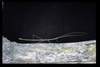 Scionecra queenslandica (Sjöstedt, 1918): copyright D.C.F. Rentz. male, Queenland: Cape York, ii.1994. (Otu).
