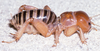 CollectionObject 2805857; c1d0e268-ae25-4953-b17c-e680e3a29f49: male (holotype). (CollectionObject).