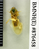 CollectionObject 1573112; ee5373a7-603b-48f3-8863-da6d92421ff8: Copyright Natural History Museum, London. Non-type (adult male) in BM(NH). Ventral view. (CollectionObject).