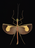 Kalocorinnis Günther, 1944: Type species of Kalocorinnis. Kalimantan: Malinau, December 2017. (Otu).