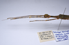 CollectionObject 1576336; 3be6773e-bf25-4d89-95a5-104c73166391: copyright ZRC, Singapore. female: head & thorax, lateral view (holotype). (CollectionObject).