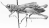 Rehnuciera elegantula (Rehn, 1916): male ["unspecified type", but according to Rehn 1916 the type is unique]. (Otu).