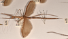 CollectionObject 1558938; 6105b0e8-f12f-4716-b106-0999b90f2af6: copyright OUMNH. female, lateral view of Necroscia styligera (holotype). (CollectionObject).