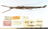 CollectionObject 1560825; NMW 175''''', 8eb1b982-0a25-469d-b520-71ddac92697b: copyright NHMW, Vienna. male of Paraphasma marginale (paralectotype). (CollectionObject).