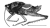 Staleochlora brevipennis (Bruner, 1911): Fig. 26. male habitus. (Otu).