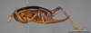 CollectionObject 2062465; ec68273a-0d45-4f85-91be-57200849f89a: Female, lateral view. (CollectionObject).