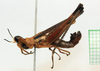 CollectionObject 1584280; 2170e70a-489f-4e82-9276-d7ceb3d0942c: male, lateral view (paratype). (CollectionObject).