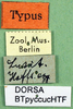 CollectionObject 1502203; 5b525e13-aa12-4c03-8d32-0c26ca6d502e: labels (syntype). (CollectionObject).