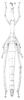 Stiphra lobata Brunner von Wattenwyl, 1890: Pl. 4, Fig. 6. female (body length 100-108 mm, pronotum 14.5-17 mm, hind femur 29-34 mm). (Otu).