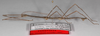 CollectionObject 1563000; 2d291d5d-5630-4ecb-9b66-ad2e215bf70e: copyright F. Hennemann. male, lateral view (paratype). (CollectionObject).;CollectionObject 1563001; 685949bb-edc0-40bb-9b53-806f4c470ab1: copyright F. Hennemann. male, lateral view (paratype). (CollectionObject).