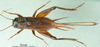 CollectionObject 1501919; c7a2597d-7141-4b95-b7c3-f852fff33a11: female, dorsal view. (CollectionObject).