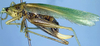 Eriolus acutipennis Saussure & Pictet, 1898: female (Costa Rica, Puntarenas Prov., Las Alturas) (not a type). (Otu).