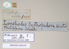 CollectionObject 1563988; NHMUK(SF IMPORT DUPLICATE) 844659, e0b7bab4-af0b-4dc2-9de1-c5429d269c46: copyright Natural History Museum, London. female, data labels (paralectotype). (CollectionObject).