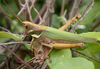 Coryacris angustipennis (Bruner, 1900): female. (Otu).