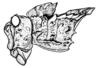 Spathalium audouinii (Blanchard, 1836): Fig. 4. female, head and pronotum, lateral view (from Tandil). (Otu).
