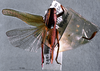 CollectionObject 1516153; 72107544-2998-48f8-8865-4611f8810302: female, dorsal view (holotype). (CollectionObject).