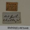 CollectionObject 1572979; 3323bc42-1e97-4bd0-87ef-218d58b2bb8e: Copyright Natural History Museum, London. Labels from non-type (adult female) in BM(NH). (CollectionObject).