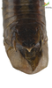 CollectionObject 1849151; cdafbf33-13ab-492c-a4ac-e64b53dcde8f, Unioeste Cascavel SAOP-0007: Male. End of abdomen, dorsal view. (CollectionObject).