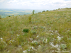 CollectionObject 1591189; 0d5e18f9-14fd-4d78-a07f-f12b9b48b30d: habitat (BG: W Predbalkan, village Oreshets). (CollectionObject).;CollectionObject 1591190; 5be92176-133c-4c88-89f7-1ec3835c9f31: habitat (BG: W Predbalkan, village Oreshets). (CollectionObject).
