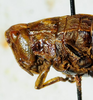 CollectionObject 1498700; 7a89fd7a-e56b-4c03-80b6-015f831b3428: female head and pronotum, lateral view. (CollectionObject).