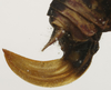 CollectionObject 1535169; 59e0b5fd-ff36-417c-933b-e2a408758763: male ovipositor (syntype). (CollectionObject).
