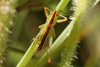 FieldOccurrence 3525; ce72e7c4-96f7-4a59-afe0-a5625a259549; Argentina: Córdoba: San Alberto
Ruta Provincial 34, Sendero de Brochero, 2026/03/04: (FieldOccurrence).
