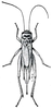 Fig. 239 (after Lugger). female. Depicts Acheta domesticus (Linnaeus, 1758), an Otu.