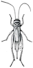 Acheta domesticus (Linnaeus, 1758): Fig. 239 (after Lugger). female. (Otu).