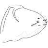 Pygofer, lateral view on Distantasca paraterminalis (Qin & Zhang, 2007): Genital capsule, lateral view. (Observation).