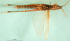 CollectionObject 1502866; 73bb31b7-0de3-45ad-bd3b-637256c15fa0: male, ventral view (paratype). (CollectionObject).