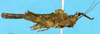 CollectionObject 1505057; 6057451a-b069-4f50-b625-1119b7a15d2f: female, lateral view (syntype). (CollectionObject).