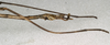 CollectionObject 1557023; 3e246dcd-19b8-4fed-a635-0601b26217dc: copyright NMW, Vienna. male of synonym Calynda brocki: end of abdomen, lateral view (holotype). (CollectionObject).
